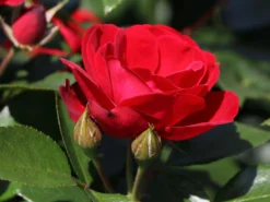 Beetrose 'Milano' ® -Deutschland Garten Funk Verkaufs-Shop beetrose milano m056563 w 4