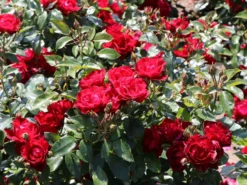 Beetrose 'Milano' ® -Deutschland Garten Funk Verkaufs-Shop beetrose milano m056563 w 7