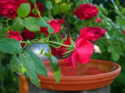 Beetrose 'Montana' ® -Deutschland Garten Funk Verkaufs-Shop beetrose montana m005712 1341765 0