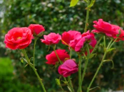 Beetrose 'Montana' ® -Deutschland Garten Funk Verkaufs-Shop beetrose montana m005712 1341765 1