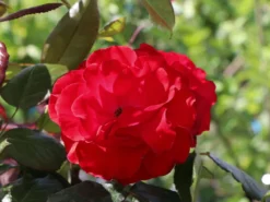 Beetrose 'Montana' ® -Deutschland Garten Funk Verkaufs-Shop beetrose montana m005712 w 0