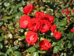 Beetrose 'Montana' ® -Deutschland Garten Funk Verkaufs-Shop beetrose montana m005712 w 1