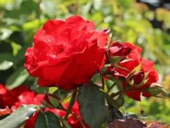 Beetrose 'Montana' ® -Deutschland Garten Funk Verkaufs-Shop beetrose montana m005712 w 3