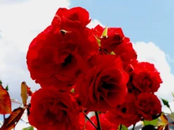 Beetrose 'Montana' ® -Deutschland Garten Funk Verkaufs-Shop beetrose montana m005712 w 4