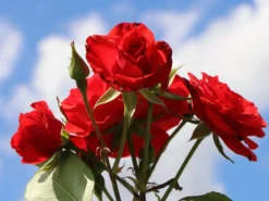 Beetrose 'Montana' ® -Deutschland Garten Funk Verkaufs-Shop beetrose montana m005712 w 5