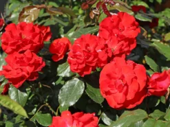 Beetrose 'Montana' ® -Deutschland Garten Funk Verkaufs-Shop beetrose montana m005712 w 6