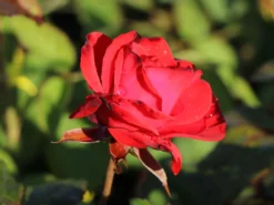 Beetrose 'Montana' ® -Deutschland Garten Funk Verkaufs-Shop beetrose montana m005712 w 7