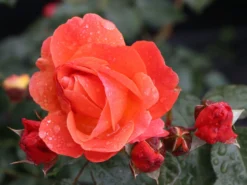 Beetrose 'Morning Sun' ® -Deutschland Garten Funk Verkaufs-Shop beetrose morning sun m101967 w 0