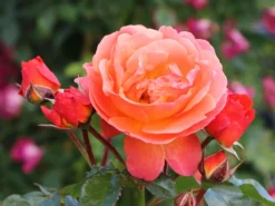 Beetrose 'Morning Sun' ® -Deutschland Garten Funk Verkaufs-Shop beetrose morning sun m101967 w 1