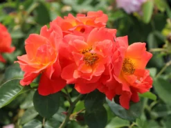 Beetrose 'Morning Sun' ® -Deutschland Garten Funk Verkaufs-Shop beetrose morning sun m101967 w 2