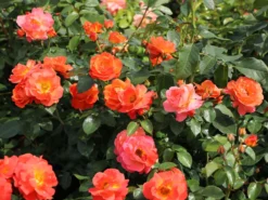 Beetrose 'Morning Sun' ® -Deutschland Garten Funk Verkaufs-Shop beetrose morning sun m101967 w 3