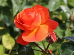 Beetrose 'Morning Sun' ® -Deutschland Garten Funk Verkaufs-Shop beetrose morning sun m101967 w 5