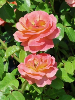 Beetrose 'Morning Sun' ® -Deutschland Garten Funk Verkaufs-Shop beetrose morning sun m101967 w 6