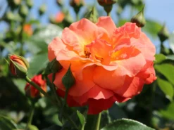 Beetrose 'Morning Sun' ® -Deutschland Garten Funk Verkaufs-Shop beetrose morning sun m101967 w 7