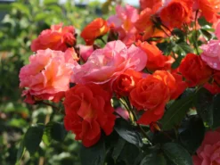 Beetrose 'Morning Sun' ® -Deutschland Garten Funk Verkaufs-Shop beetrose morning sun m101967 w 8