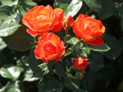 Beetrose 'Morning Sun' ® -Deutschland Garten Funk Verkaufs-Shop beetrose morning sun m101967 w 9