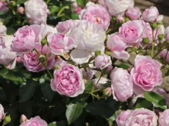 Beetrose 'Nautica' ®