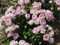 Beetrose 'Nautica' ® -Deutschland Garten Funk Verkaufs-Shop beetrose nautica m120606 w 2