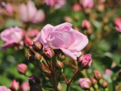 Beetrose 'Nautica' ® -Deutschland Garten Funk Verkaufs-Shop beetrose nautica m120606 w 4