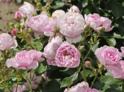 Beetrose 'Nautica' ® -Deutschland Garten Funk Verkaufs-Shop beetrose nautica m120606 w 6