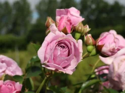 Beetrose 'Nautica' ® -Deutschland Garten Funk Verkaufs-Shop beetrose nautica m120606 w 7