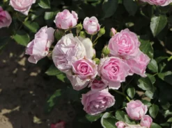 Beetrose 'Nautica' ® -Deutschland Garten Funk Verkaufs-Shop beetrose nautica m120606 w 8