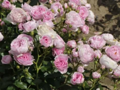 Beetrose 'Nautica' ® -Deutschland Garten Funk Verkaufs-Shop beetrose nautica m120606 w 9