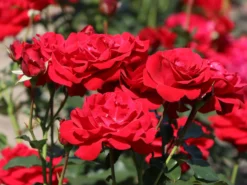 Beetrose 'Nina Weibull'