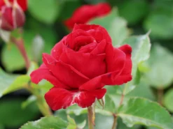 Beetrose 'Nina Weibull' -Deutschland Garten Funk Verkaufs-Shop beetrose nina weibull m003478 w 0