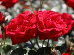 Beetrose 'Nina Weibull' -Deutschland Garten Funk Verkaufs-Shop beetrose nina weibull m003478 w 3