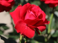 Beetrose 'Nina Weibull' -Deutschland Garten Funk Verkaufs-Shop beetrose nina weibull m003478 w 4