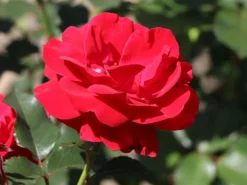 Beetrose 'Nina Weibull' -Deutschland Garten Funk Verkaufs-Shop beetrose nina weibull m003478 w 5