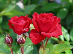 Beetrose 'Nina Weibull' -Deutschland Garten Funk Verkaufs-Shop beetrose nina weibull m003478 w 6