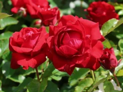 Beetrose 'Nina Weibull' -Deutschland Garten Funk Verkaufs-Shop beetrose nina weibull m003478 w 7