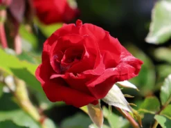 Beetrose 'Nina Weibull' -Deutschland Garten Funk Verkaufs-Shop beetrose nina weibull m003478 w 8