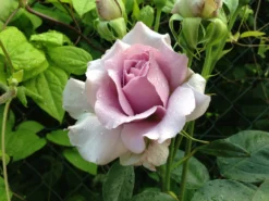 Beetrose 'Novalis' ® -Deutschland Garten Funk Verkaufs-Shop beetrose novalis m052544 1338879 0