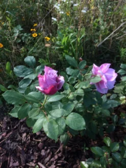 Beetrose 'Novalis' ® -Deutschland Garten Funk Verkaufs-Shop beetrose novalis m052544 193676 0