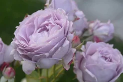 Beetrose 'Novalis' ® -Deutschland Garten Funk Verkaufs-Shop beetrose novalis m052544 271123 1