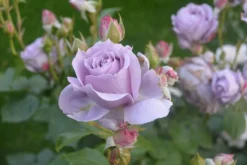 Beetrose 'Novalis' ® -Deutschland Garten Funk Verkaufs-Shop beetrose novalis m052544 271123 2