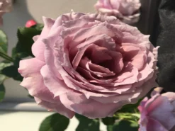 Beetrose 'Novalis' ® -Deutschland Garten Funk Verkaufs-Shop beetrose novalis m052544 354658 0