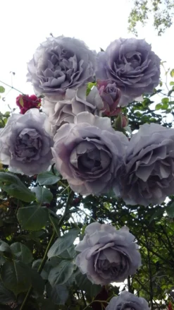 Beetrose 'Novalis' ® -Deutschland Garten Funk Verkaufs-Shop beetrose novalis m052544 401538 0