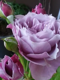 Beetrose 'Novalis' ® -Deutschland Garten Funk Verkaufs-Shop beetrose novalis m052544 464010 0