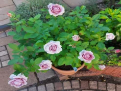 Beetrose 'Novalis' ® -Deutschland Garten Funk Verkaufs-Shop beetrose novalis m052544 669831 0