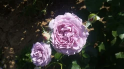 Beetrose 'Novalis' ® -Deutschland Garten Funk Verkaufs-Shop beetrose novalis m052544 711902 0