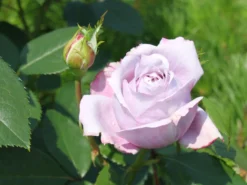 Beetrose 'Novalis' ® -Deutschland Garten Funk Verkaufs-Shop beetrose novalis m052544 w 0