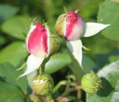 Beetrose 'Novalis' ® -Deutschland Garten Funk Verkaufs-Shop beetrose novalis m052544 w 1