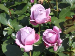 Beetrose 'Novalis' ® -Deutschland Garten Funk Verkaufs-Shop beetrose novalis m052544 w 2