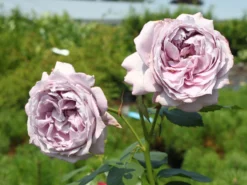 Beetrose 'Novalis' ® -Deutschland Garten Funk Verkaufs-Shop beetrose novalis m052544 w 3