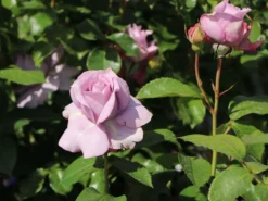 Beetrose 'Novalis' ® -Deutschland Garten Funk Verkaufs-Shop beetrose novalis m052544 w 5