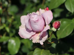 Beetrose 'Novalis' ® -Deutschland Garten Funk Verkaufs-Shop beetrose novalis m052544 w 6